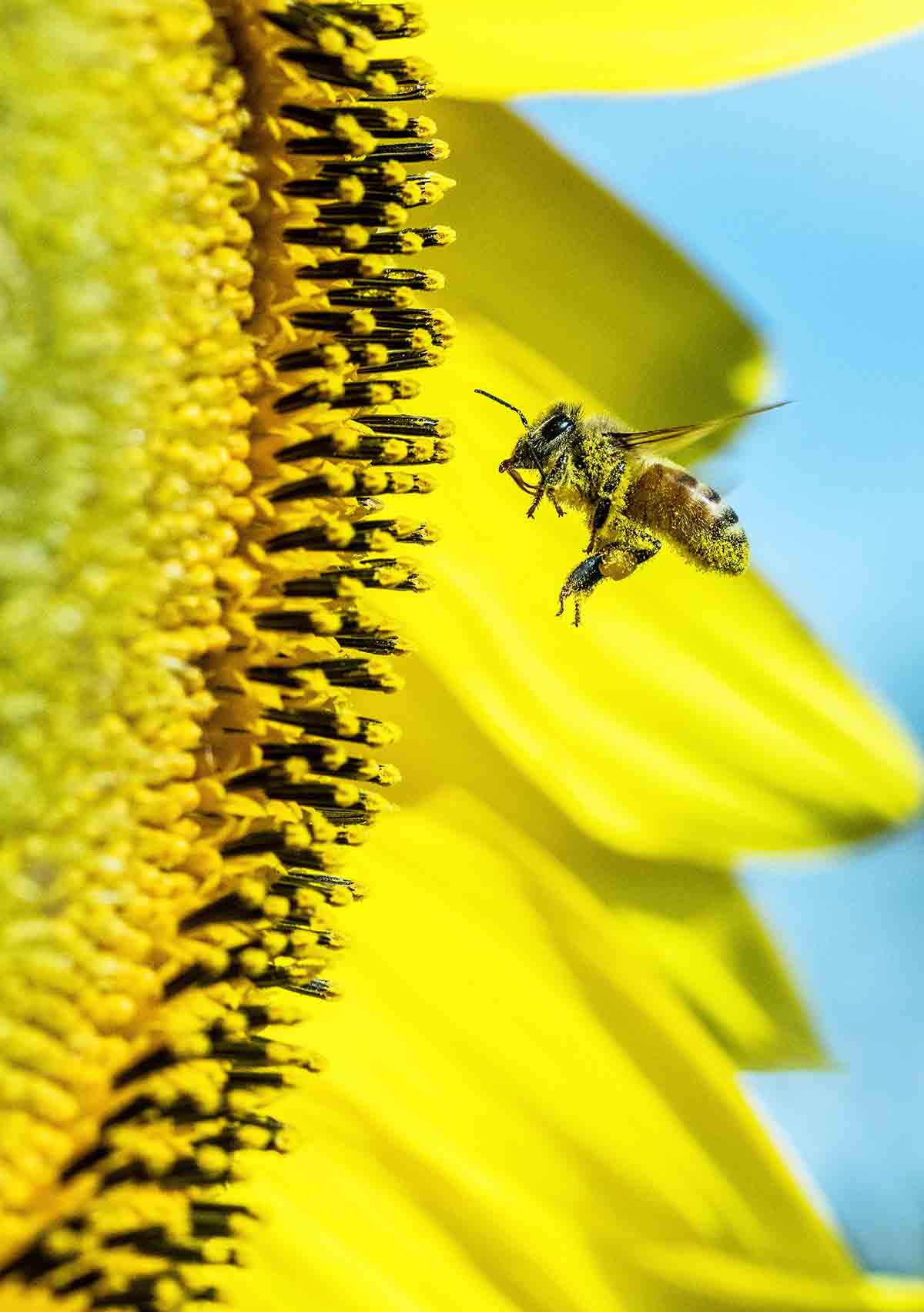 Quita bicho 5 trucos para alejar abejas y avispas sin hacerles daño